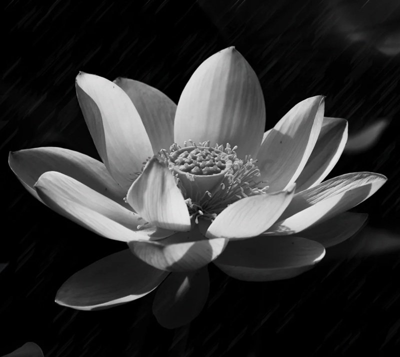 avatar chia buồn hoa sen trắng đám tang 7