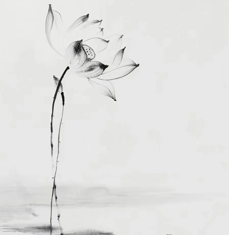 avatar chia buồn hoa sen trắng đám tang 8