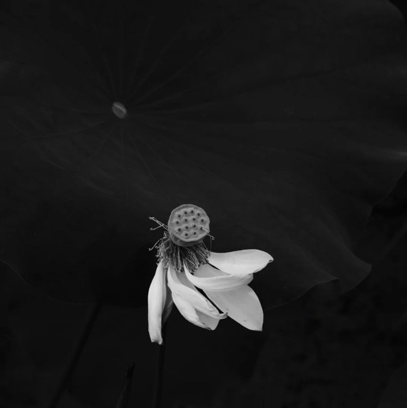 avatar chia buồn hoa sen trắng đám tang 9