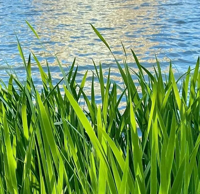 avatar chill phong cảnh 2