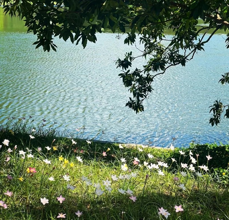 avatar chill phong cảnh 9