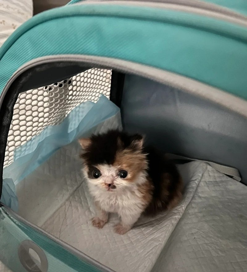 avatar con mèo khóc 2