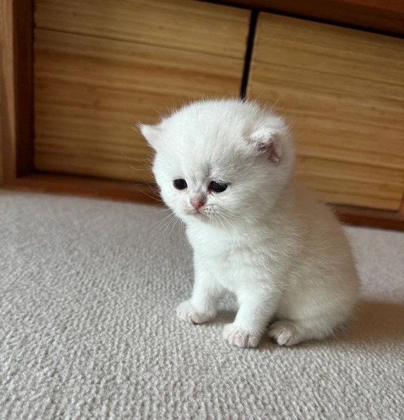 avatar con mèo khóc 3