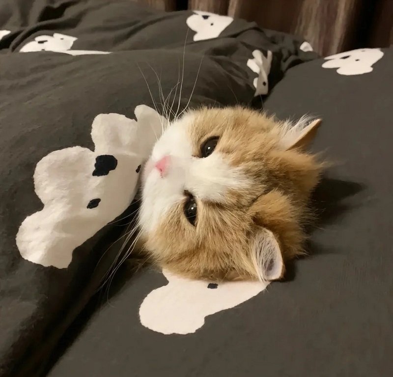 avatar con mèo khóc 4