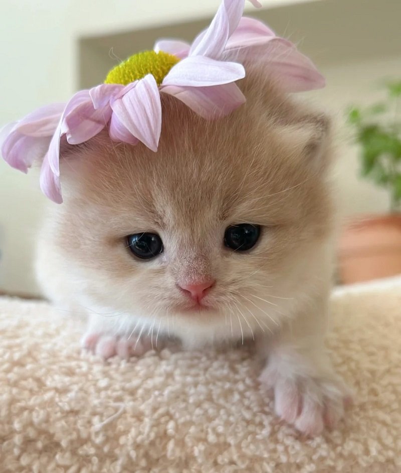 avatar con mèo khóc 5