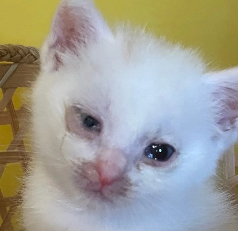 avatar con mèo khóc 6