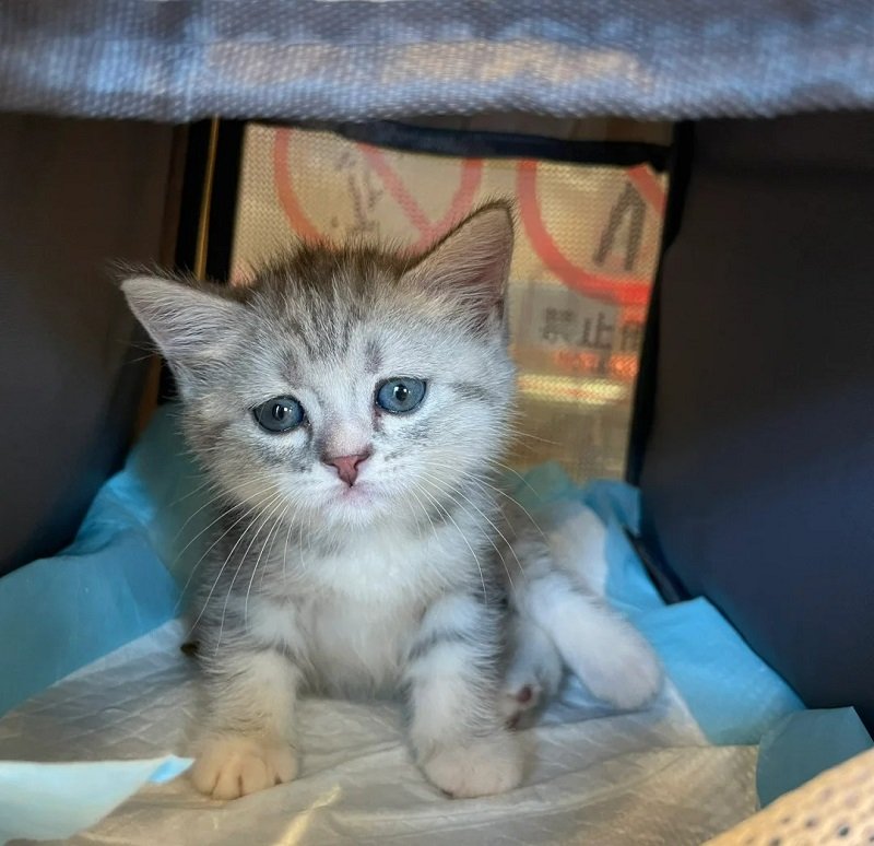 avatar con mèo khóc 8