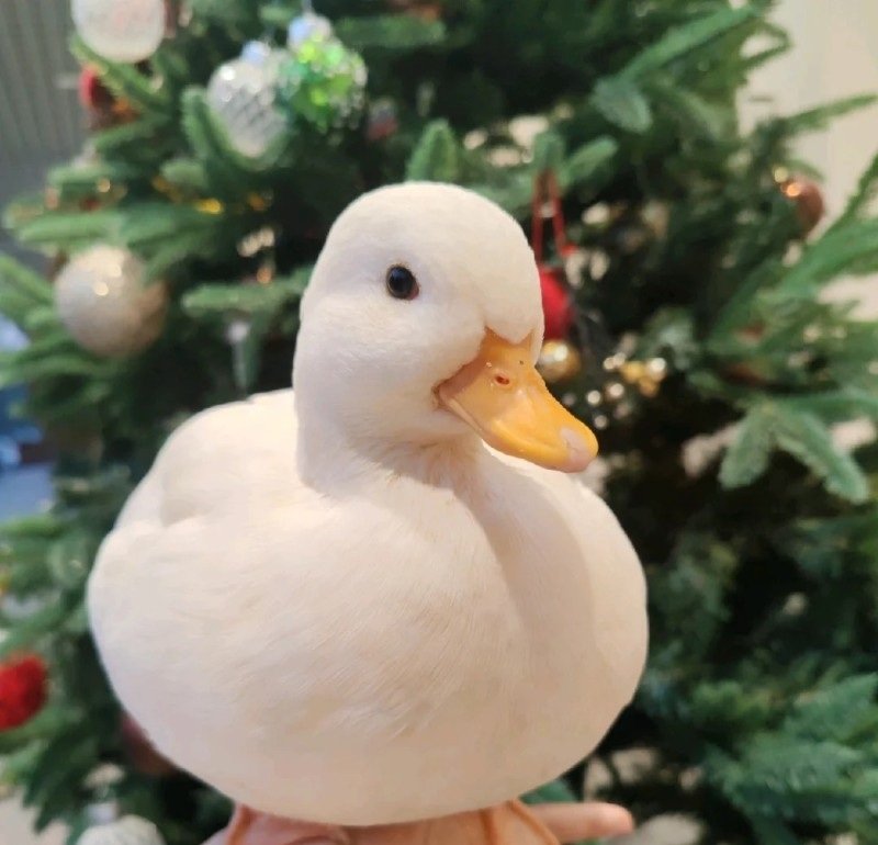 avatar con vịt thật 4