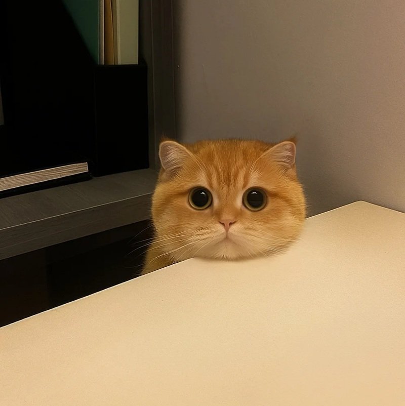 avatar cute mèo ngáo 3