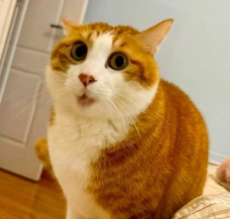 avatar cute mèo ngáo 5