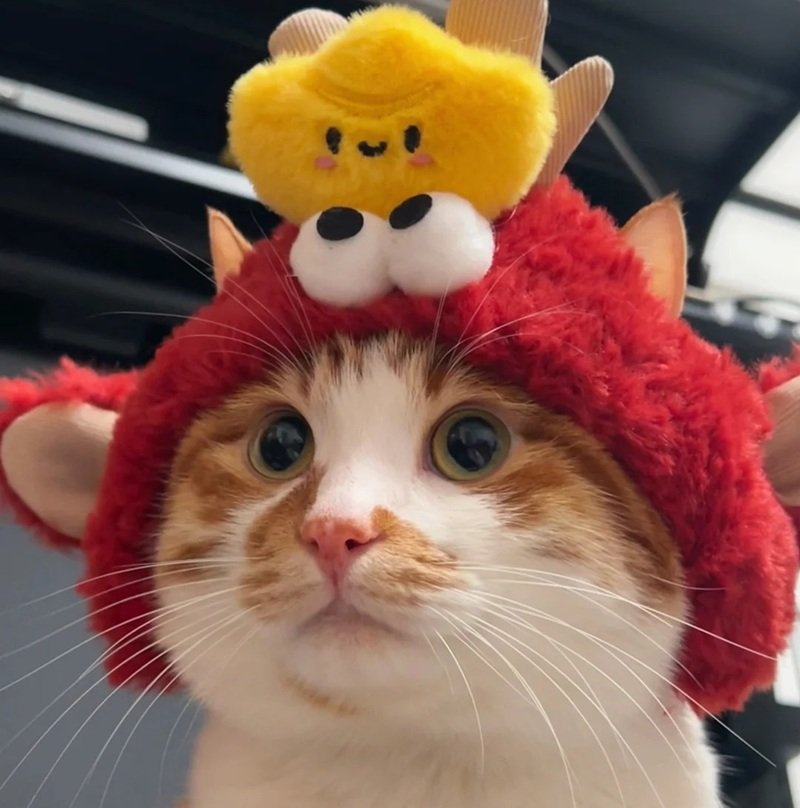 avatar cute mèo ngáo 8