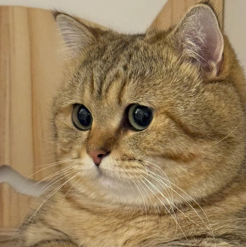 avatar cute mèo ngáo 9