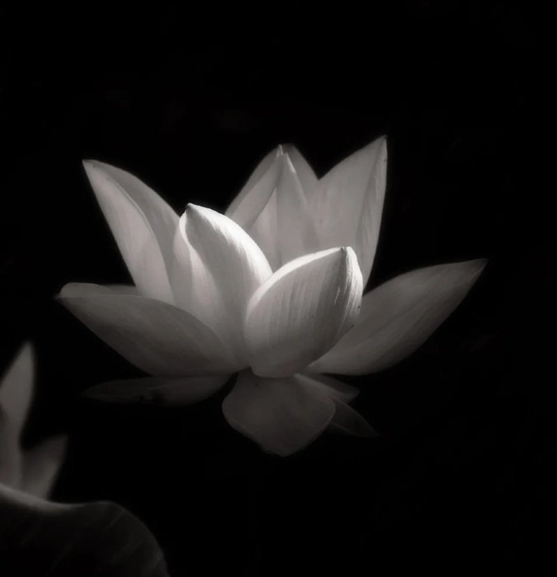 avatar đen trắng người mất 2