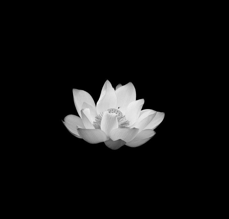 avatar đen trắng người mất 6