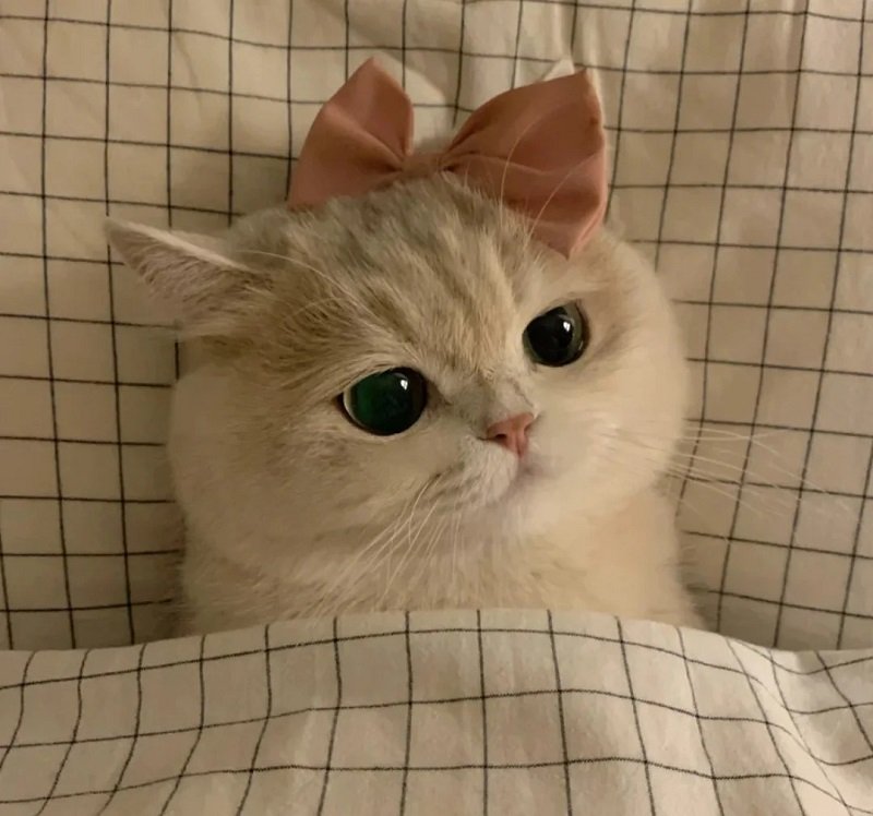 avatar đôi cute mèo 14