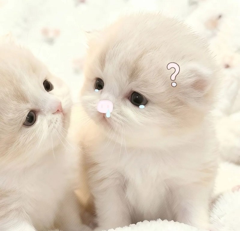 avatar đôi cute mèo 18