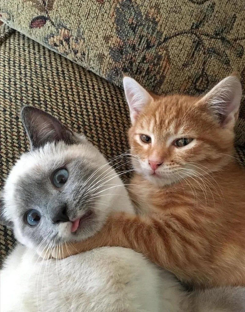 avatar đôi cute mèo 22