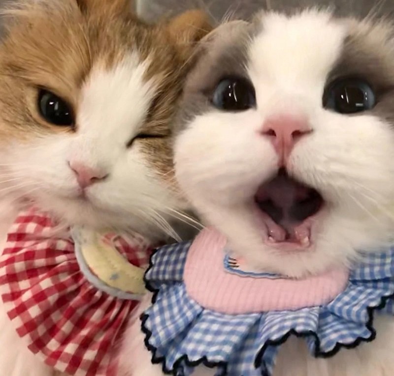 avatar đôi cute mèo 3