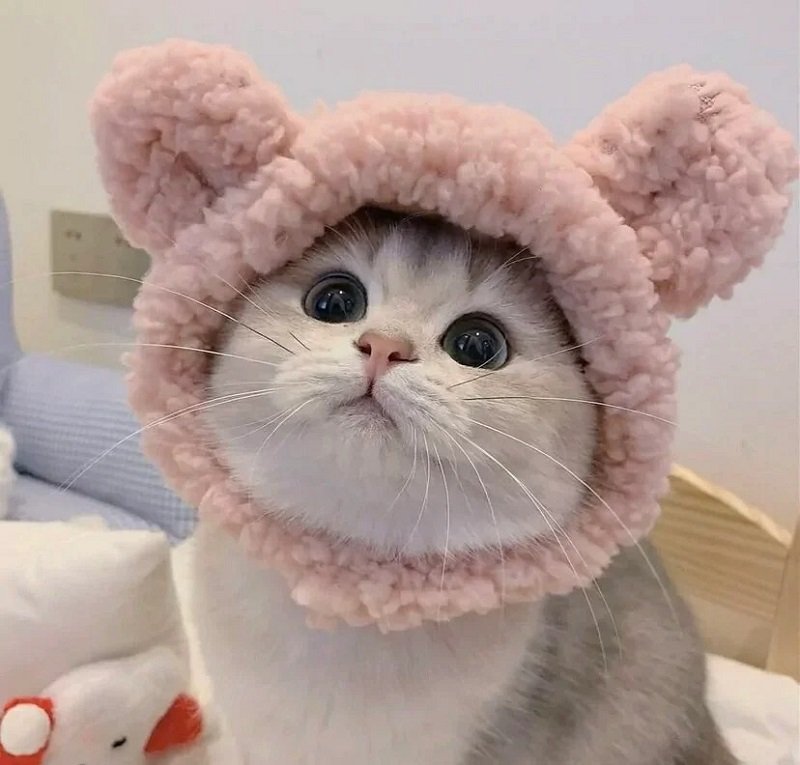 avatar đôi cute mèo 34