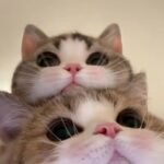 80+ avatar đôi cute mèo cho cặp đôi yêu thích dễ thương