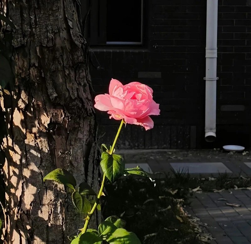 avatar fb cho người hướng nội 6