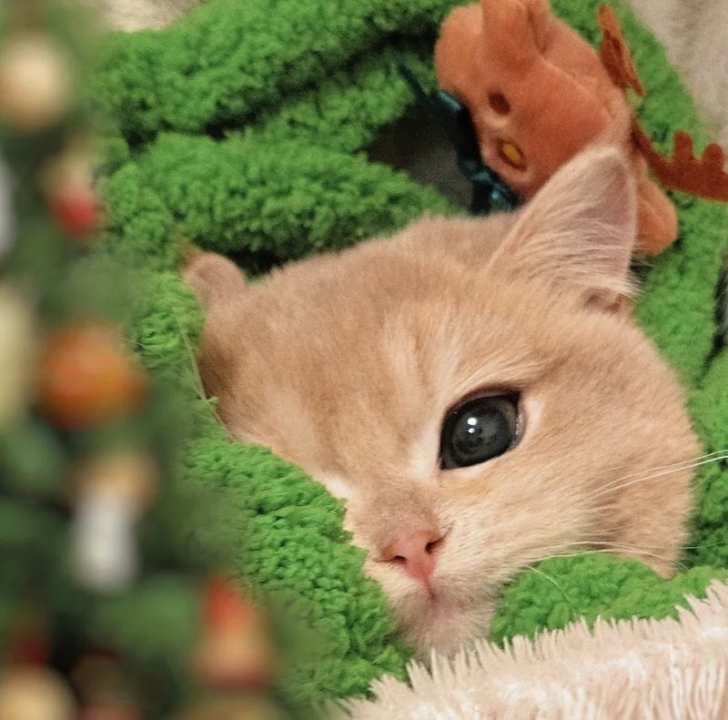 avatar giáng sinh cute 2