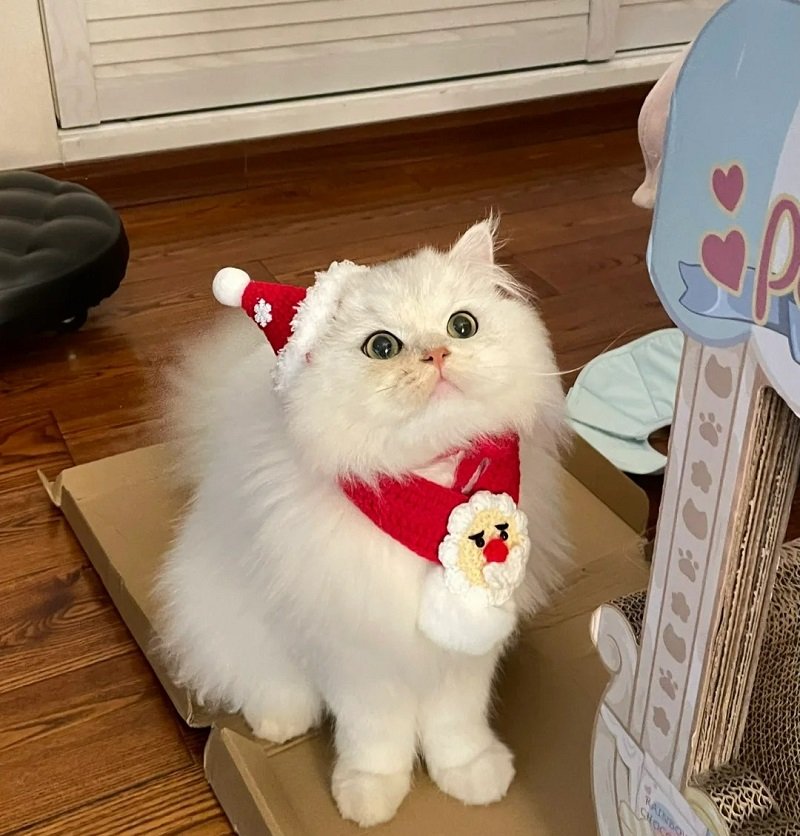 avatar giáng sinh mèo vô tri 11