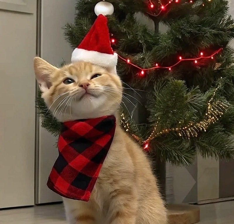 avatar giáng sinh mèo vô tri 12