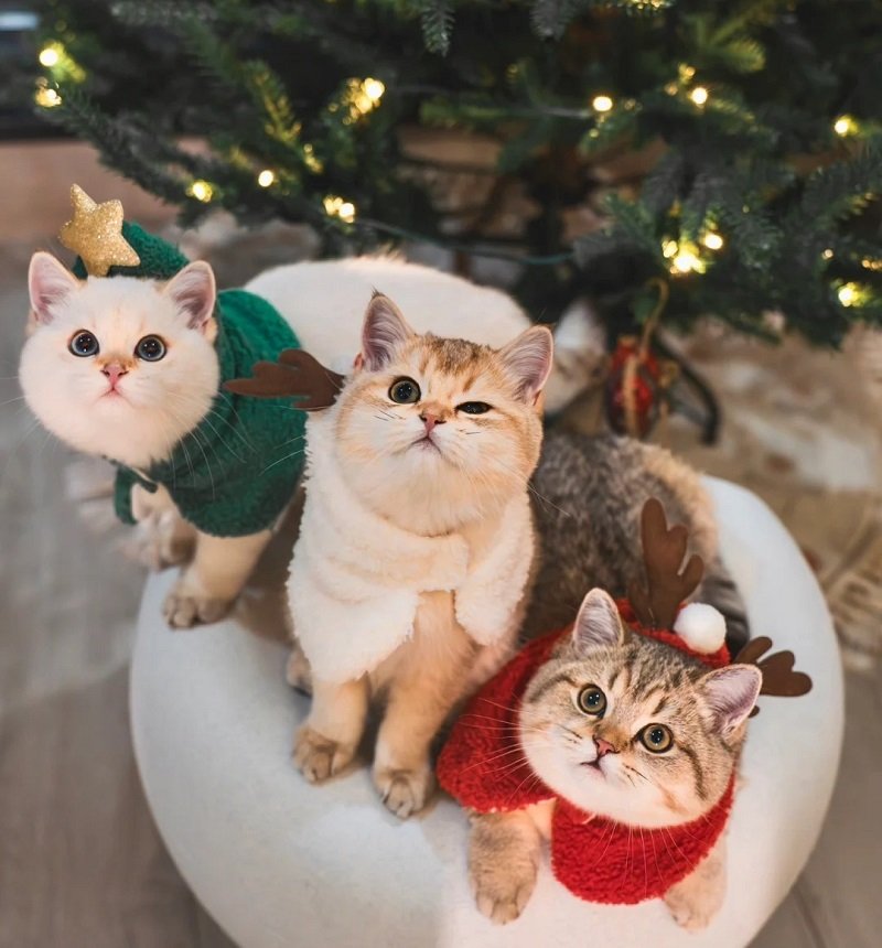 avatar giáng sinh mèo vô tri 2