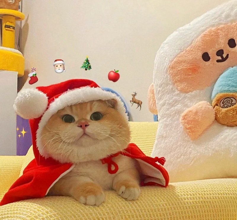 avatar giáng sinh mèo vô tri 2