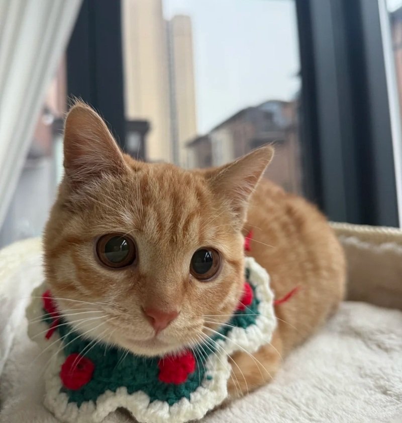 avatar giáng sinh mèo vô tri 3