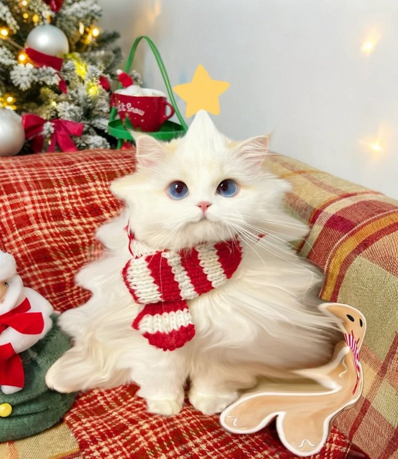 avatar giáng sinh mèo vô tri 5