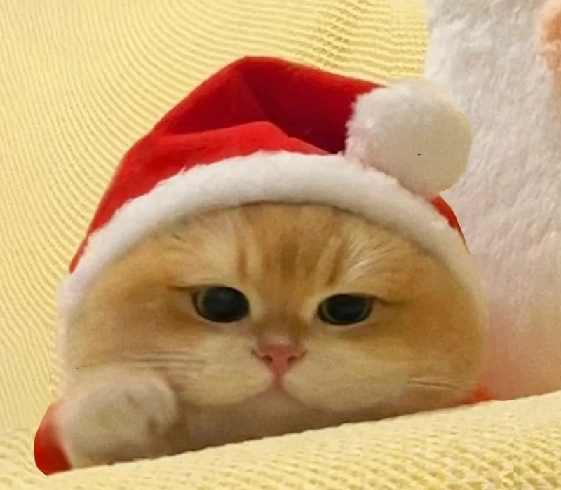 avatar giáng sinh mèo vô tri 5