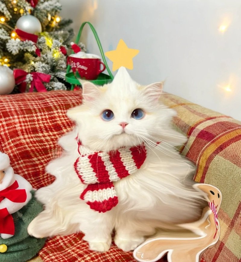 avatar giáng sinh mèo vô tri 6