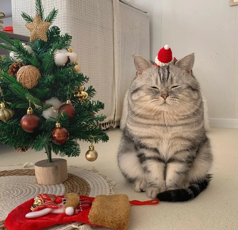 avatar giáng sinh mèo vô tri 7