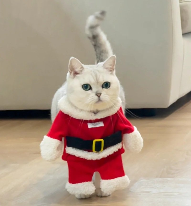 avatar giáng sinh mèo vô tri 8