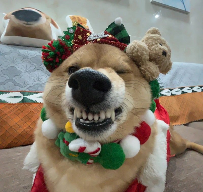 avatar giáng sinh vô tri 10