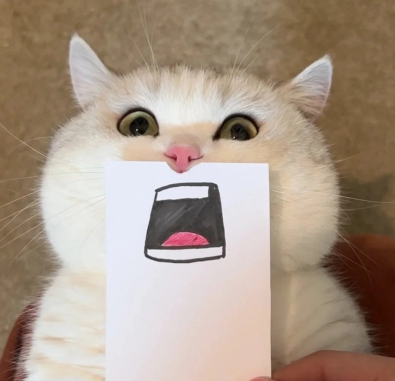 avatar meme bựa 15