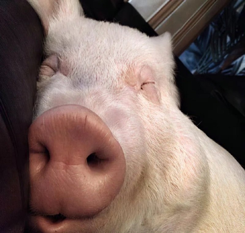 avatar meme bựa 16