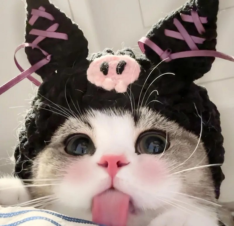 avatar mèo cute 8