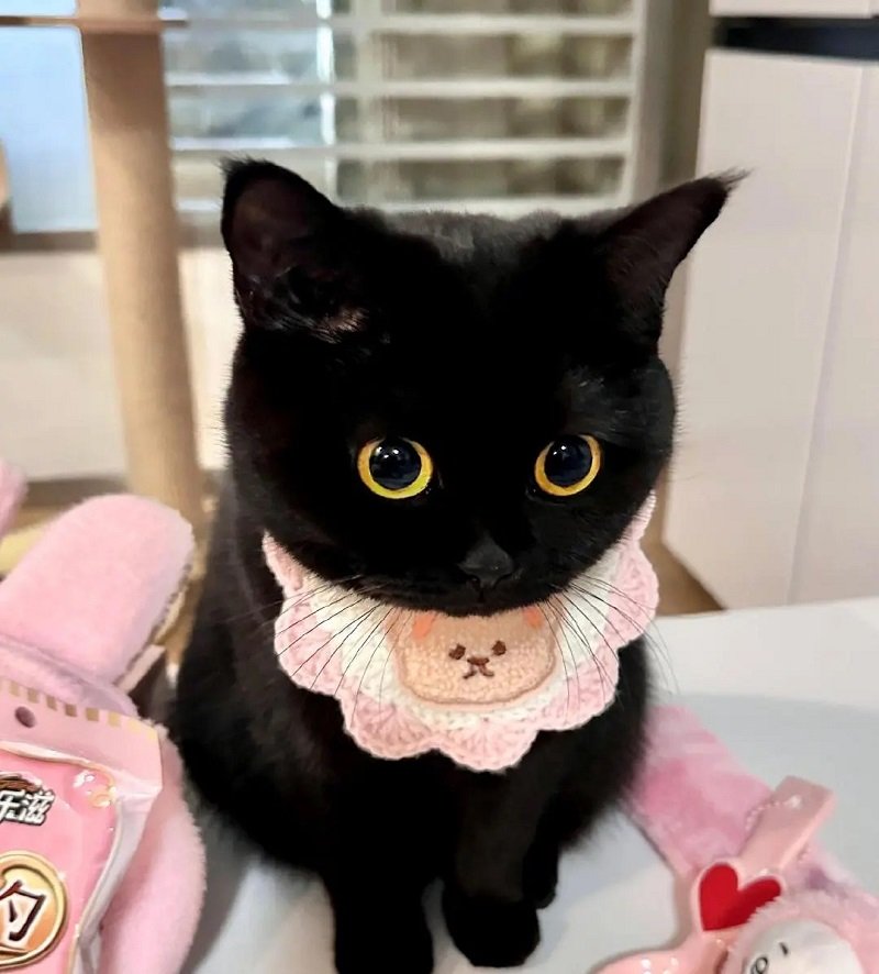 avatar mèo đen cute 2