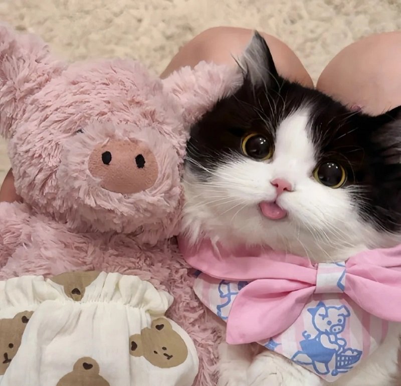 avatar mèo đôi 14