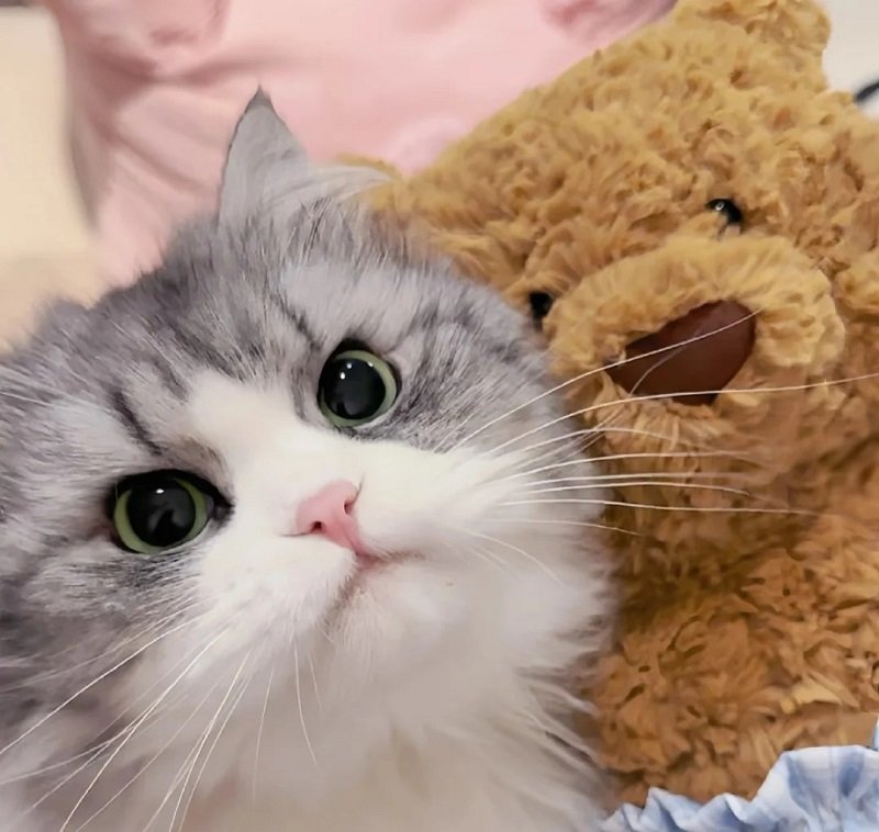 avatar mèo đôi 15