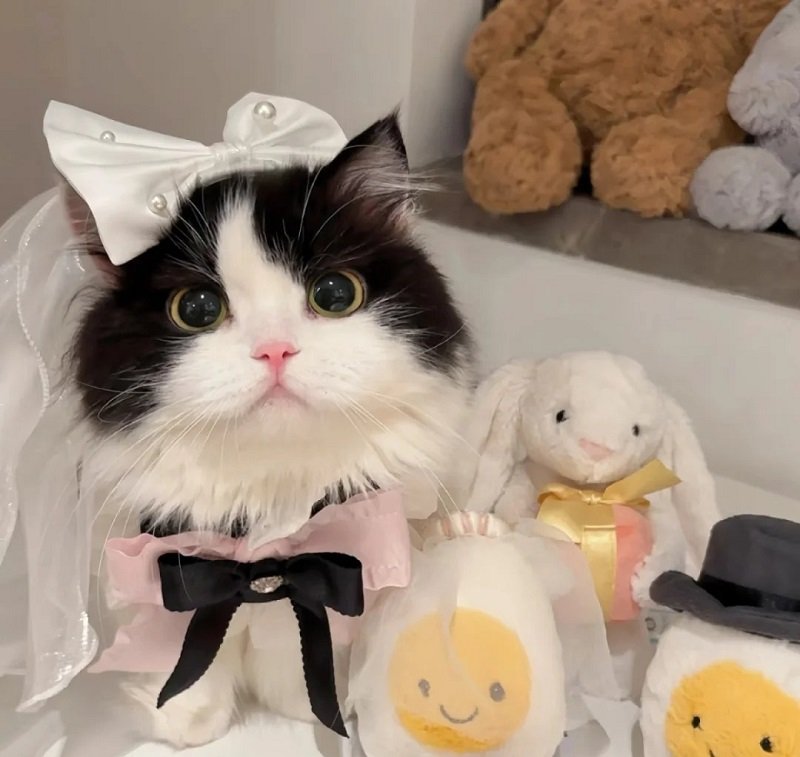 avatar mèo đôi 16