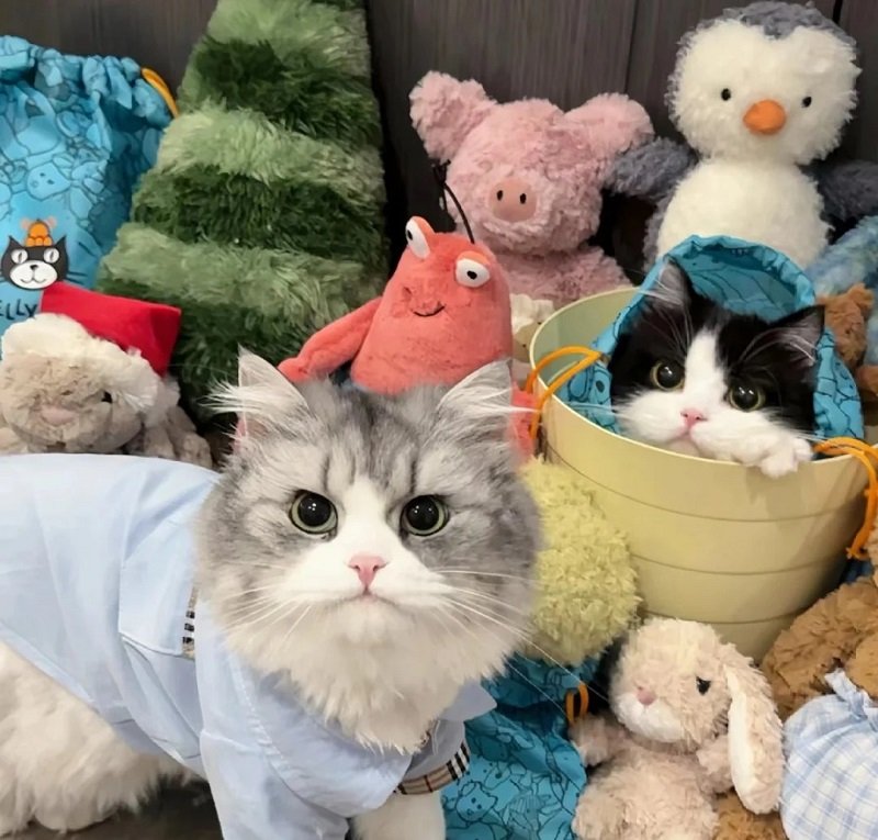 avatar mèo đôi 21