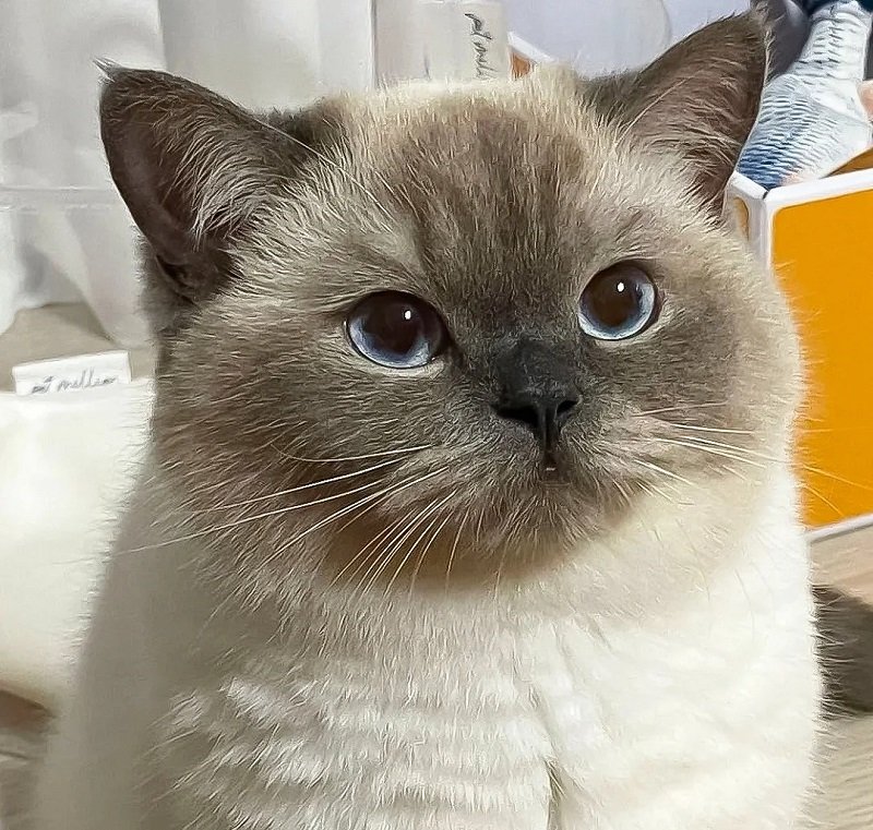 avatar mèo đôi 22