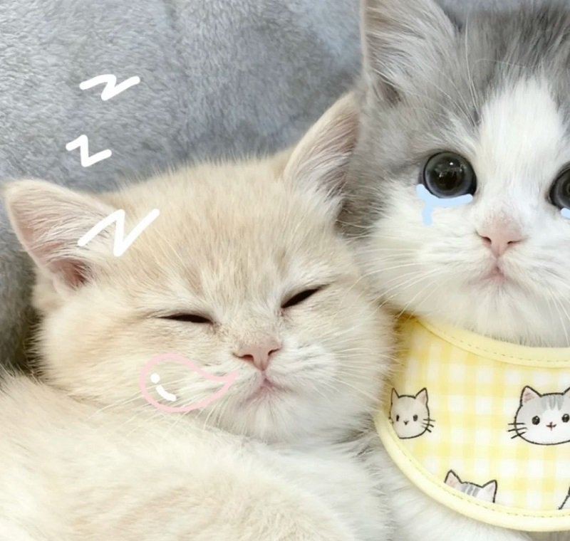 avatar mèo đôi 30