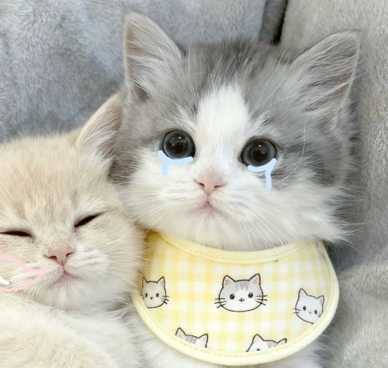 avatar mèo đôi 31