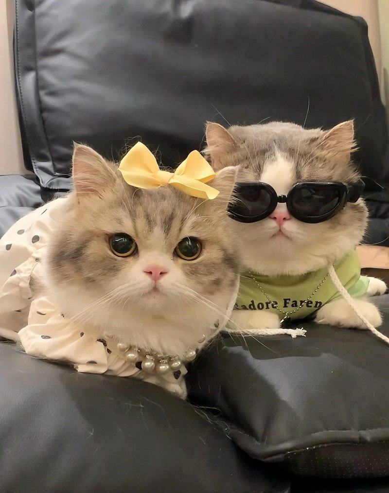 avatar mèo đôi kawaii