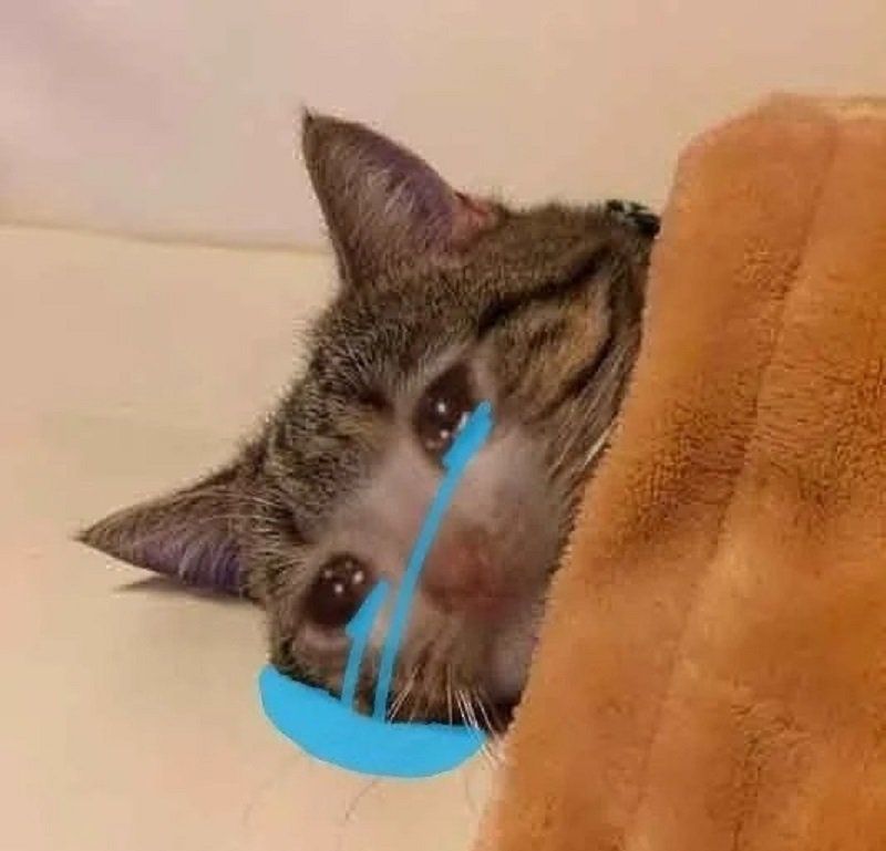 avatar mèo khóc hài 10